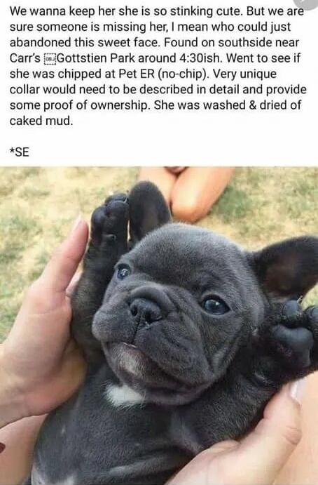 Lost Dog Scam